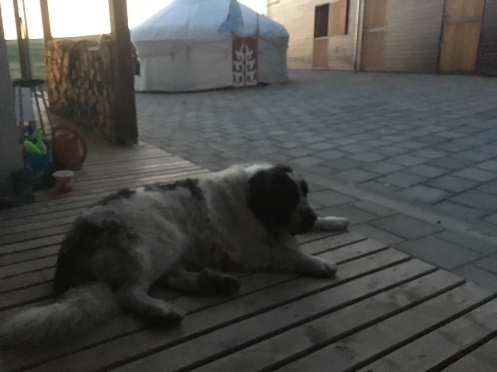 Kavalliera Pensiune Cotormani Exterior foto